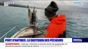 Port d'Antibes: le quotidien des pêcheurs