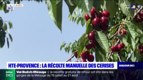 Provence: la récolte manuelle des cerises se termine