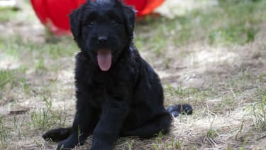 Le chiot de huit mois a été laissé en plein soleil