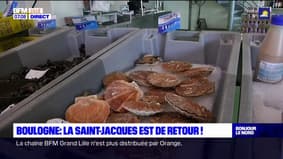 Boulogne-sur-Mer: la coquille Saint-Jacques est de retour