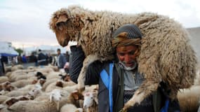 Un Tunisien transporte un mouton sur un marché aux bestiaux de Mellacine à Tunis, le 12 novembre 2010, en prévision de la fête musulmane de l'Aïd el-Adha, ou fête du sacrifice, qui marque la fin du pèlerinage annuel à la Mecque et est célébrée en souvenir de la volonté d'Abraham (ou d'Ibrahim) de sacrifier son fils à Dieu. 