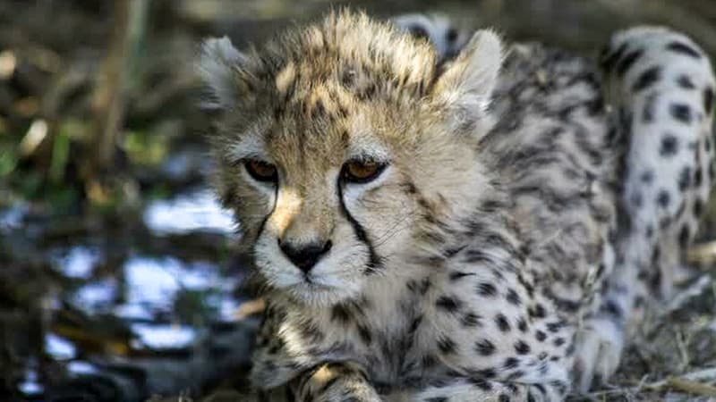 Le guépard asiatique "Pirouz", à Téhéran. Cette photo a été fournie par le ministère iranien de l'Environnement le 27 février 2023.