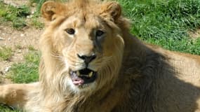 Un bébé lion d'Asie vient de voir le jour au zoo de Besançon.