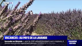 Les touristes français au secours des lavandiers de Valensole