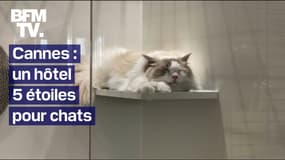 À Cannes, les chats peuvent séjourner dans un hôtel 5 étoiles pendant les vacances de leur famille 