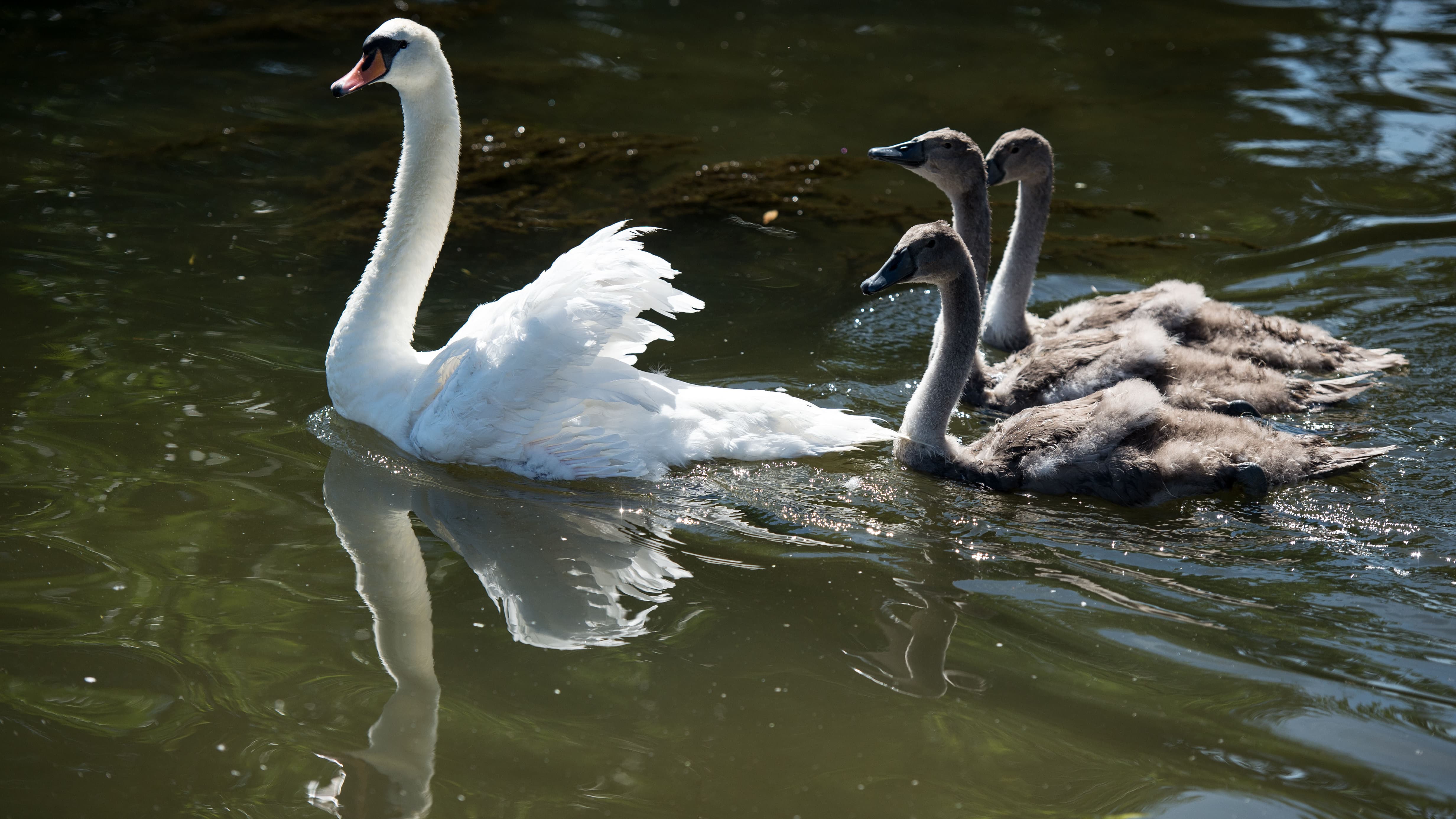 a 26-year-old man kills a cygnet at Lake Baggersee, the SPA files a complaint