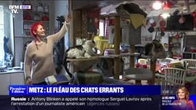 Metz : le fléau des chats errants - 03/04