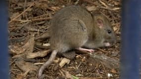 Dans le 17e arrondissement, une brigade citoyenne fait la chasse aux rats.