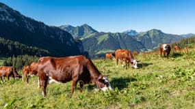 Un troupeau de vaches en Haute-Savoie en juillet 2020 (photo d'illustration).