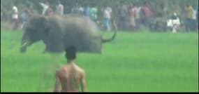 Inde: un éléphant tue un homme en le piétinant 