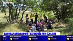 Alpes-de-Haute-Provence: la forêt expliquée aux écoliers