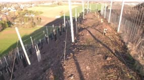 Faire pousser de la vigne dans le Nord ? Ils pensent avoir trouvé le bon spot...