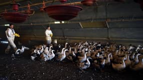 Plus de 9.000 canards abattus par précaution dans le Gers