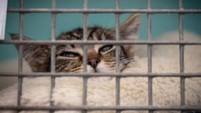 Un chat abandonné dans un refuge de la SPA, le 29 juillet 2021 à Chamarande, dans la région parisienne