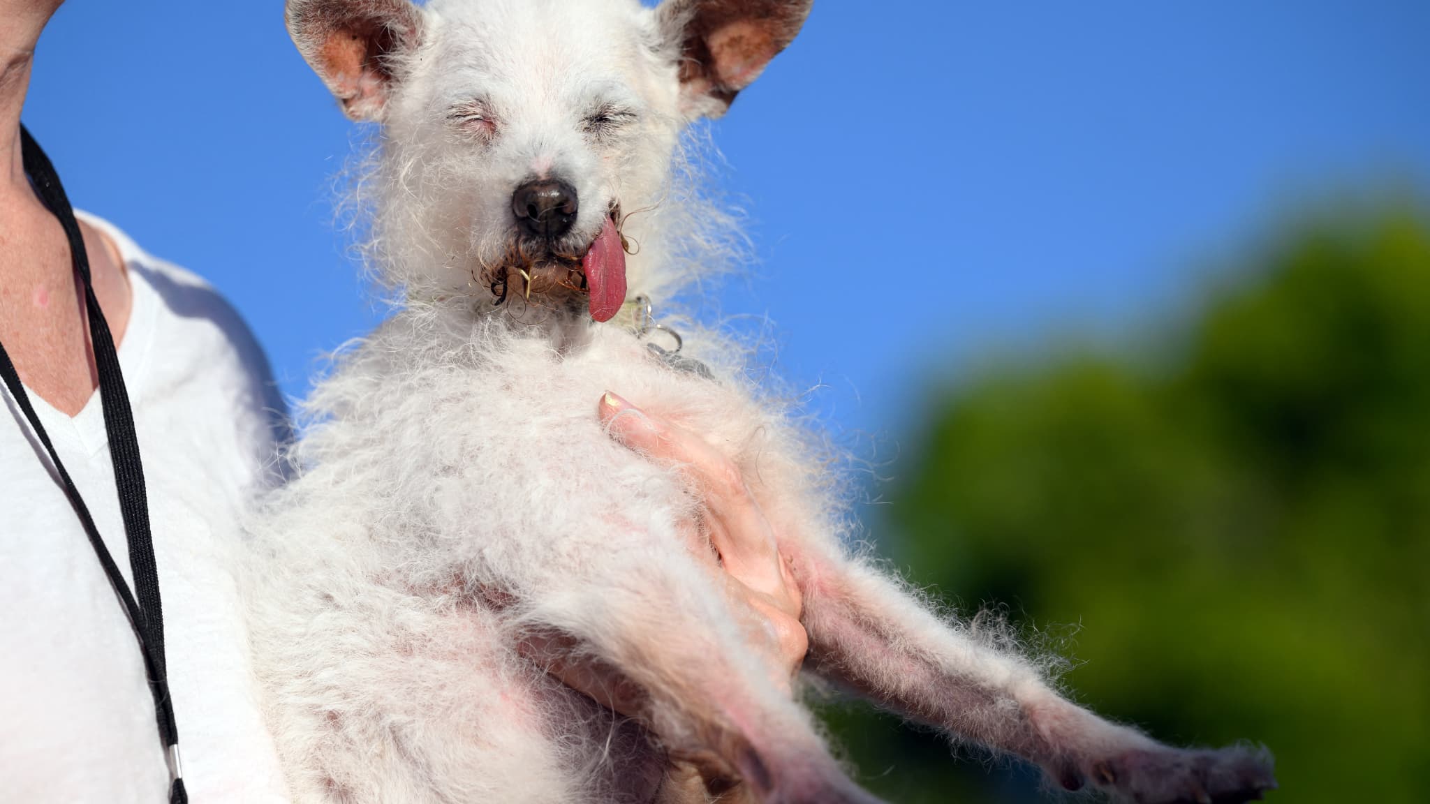 Un juge contrôle Daisy Mae lors du concours du "chien le plus moche du monde" à Petaluma, Californie, le 21 juin 2024.