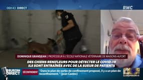 À Maison-Alfort, des chiens entraînés à détecter le coronavirus chez l'homme