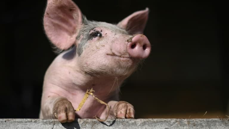 Les humains peuvent notamment décrypter les émotions des cochons via les sons qu'ils émettent.
