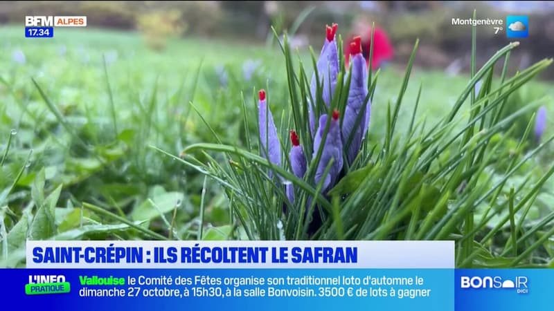 Saint-Crépin: ils récoltent le safran