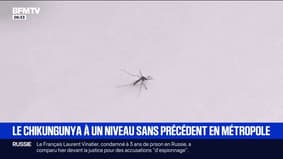 Chikungunya à un niveau sans précédent en France continentale