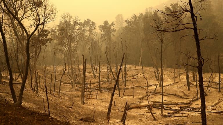 Des arbres carbonisés après l'incendie Carr qui a ravagé la zone de Whiskeytown en Californie le 29 juillet dernier. Des arbres carbonisés après l'incendie Carr qui a ravagé la zone de Whiskeytown en Californie le 29 juillet dernier.