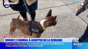 Animaux & Compagnie: Sparky, l'animal à adopter de la semaine