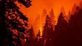 Un feu de forêt près de Camp Nelson, en Californie, le 14 septembre 2020 (photo d'illustration)