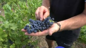 Les vendanges ont commencé avec 3 semaines d'avance dans le Beaujolais.