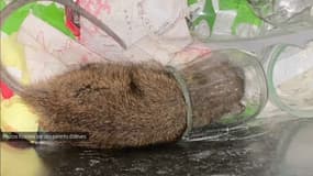 Une école maternelle de Vaulx-en-Velin est envahie par les rats.