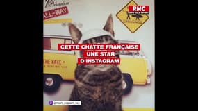 Quand une chatte française devient la star d'Instagram