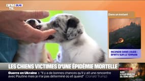 Un cabinet vétérinaire du Puy-de-Dôme alerte sur une épidémie mortelle, la parvovirose, qui touche les chiens