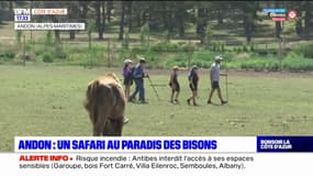 Alpes-Maritimes: un safari au paradis des bisons à Andon