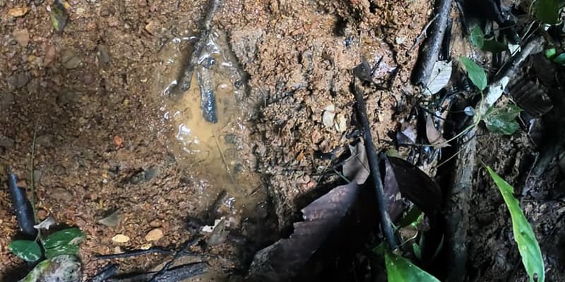 Une trace de pas, potentiellement d'un enfant, retrouvée par l'armée colombienne dans la jungle amazonienne