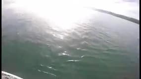 Un orque curieux aborde un homme sur un paddle
