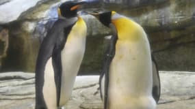 Le couple de pingouins
