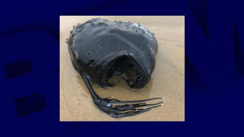 Une baudroie retrouvée à Newport Beach, sur une plage de Californie, en mai 2021