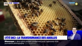 L'Été DICI: la transhumance des abeilles dans les champs de lavande à Banon