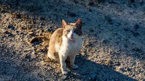 Un chat dans un refuge de Nicosie, à Chypre, le 22 juin 2023.