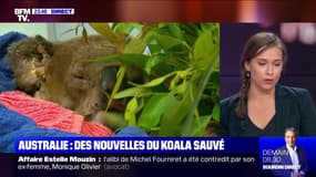 Australie: des nouvelles du koala sauvé - 21/11