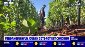 Rhône: vendangeur d'un jour en Côte-Rôtie et Condrieu