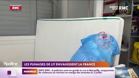 Les punaises de lit envahissent la France 
