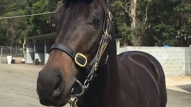Horsey McHorseface.