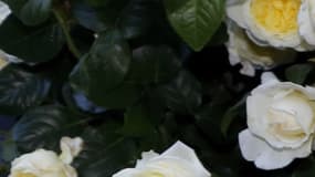 Jane Birkin aux Jardins des Tuileries à Paris en 2015