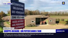 Grippe aviaire: un cluster décelé dans l'Ain