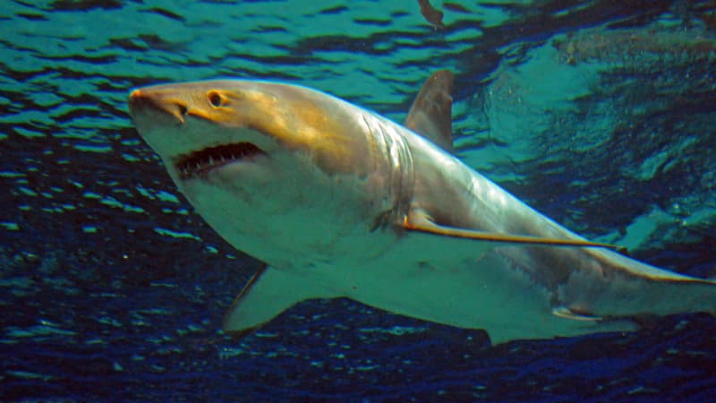 Ce grand requin blanc, capturé au Japon est mort après trois jours de captivité dans un aquarium.