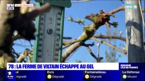 Yvelines: la ferme de Viltain a réussi à protéger ses cultures du gel
