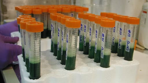 Extraction d'ADN en laboratoire. (illustration)