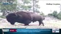 Une fille de 9 ans catapultée par un bison