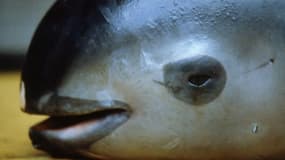 Photo du World Wide Fund for Nature (WWF) d'un marsouin en février 1992 dans le golfe de Santa Clara au Mexique