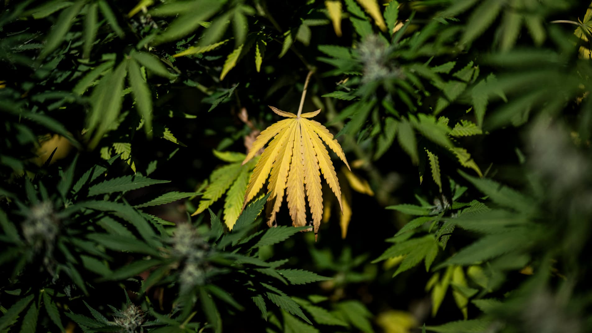 PLUS DE 12KG DE CANNABIS SAISIS DANS UN MAGASIN DE CBD DANS LE VAR, LE GÉRANT PLACÉ EN DÉTENTION PROVISOIRE