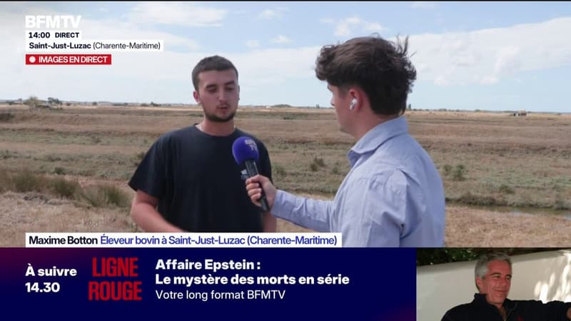 Charente-Maritime: les éleveurs et leurs bêtes frappés de plein fouet par la sécheresse